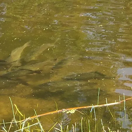 Gemuetliche Am Wald Apartmán