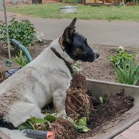 Lejlighed Gemuetliche Am Wald *